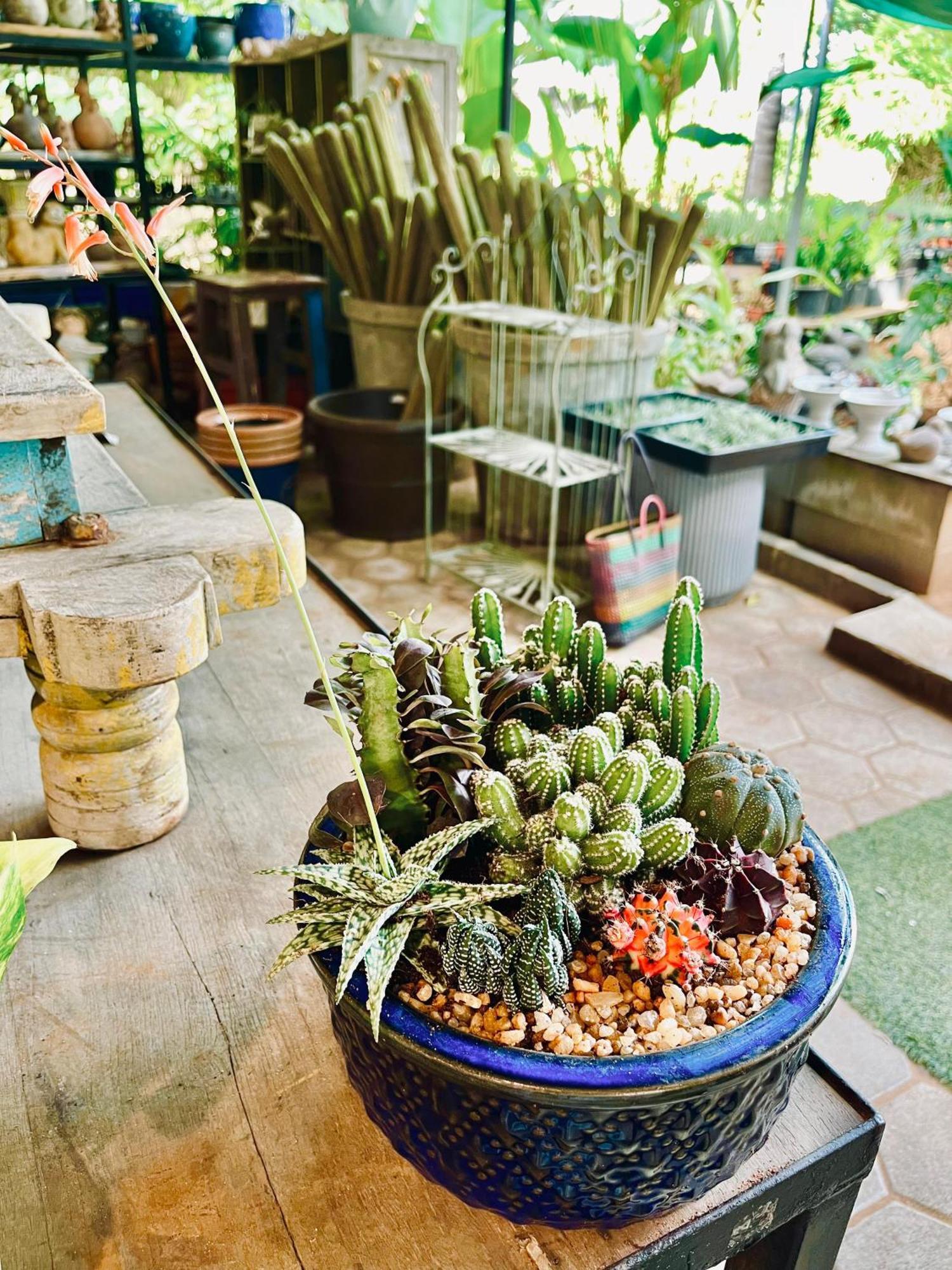 Pool Villa-House Of The Dancing Cactus بونديتْشيري المظهر الخارجي الصورة
